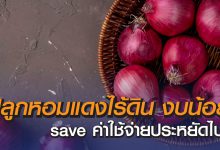 ปลูกหอมแดงไร้ดิน งบประมาณน้อยช่วย Save ค่าใช้จ่ายประหยัดไปอีกเท่าตัว!